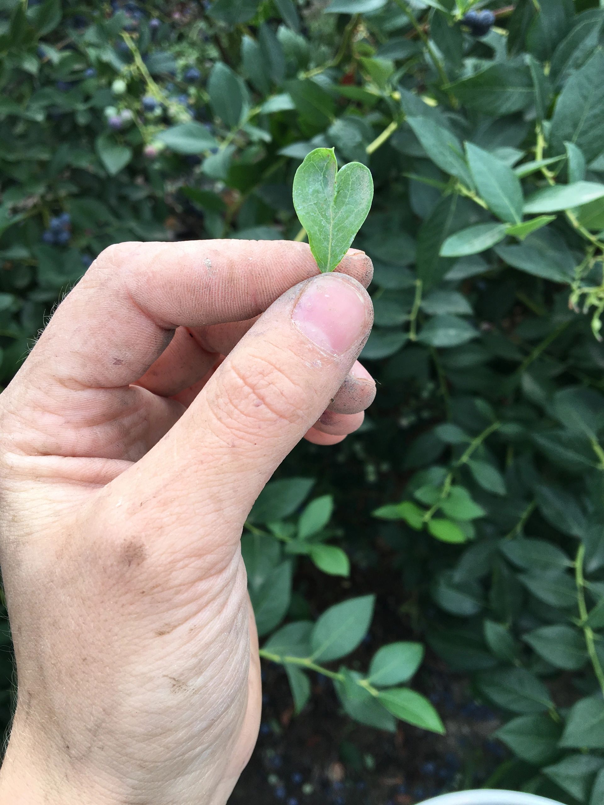 Hand holding a heart-shaped green leaf from a blueberry bush