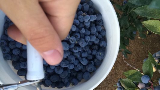 Hand picking blueberries into a white bowl at the farm