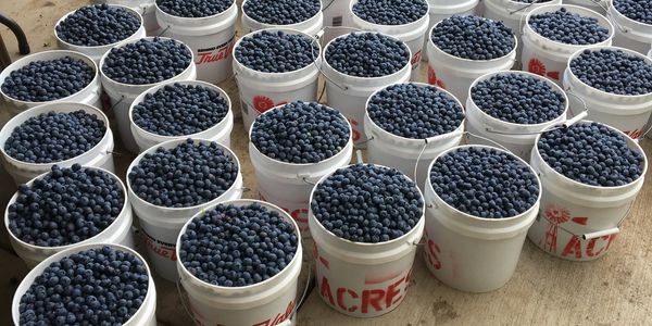 Blueberries in small cups and containers at the farm stand